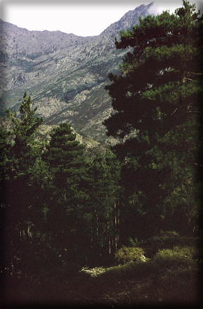 n_19  D147 Foret Carrozzica St Min 1145m  1986.jpg